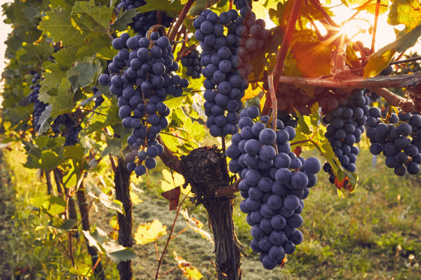 Vinícolas do Vale dos Vinhedos